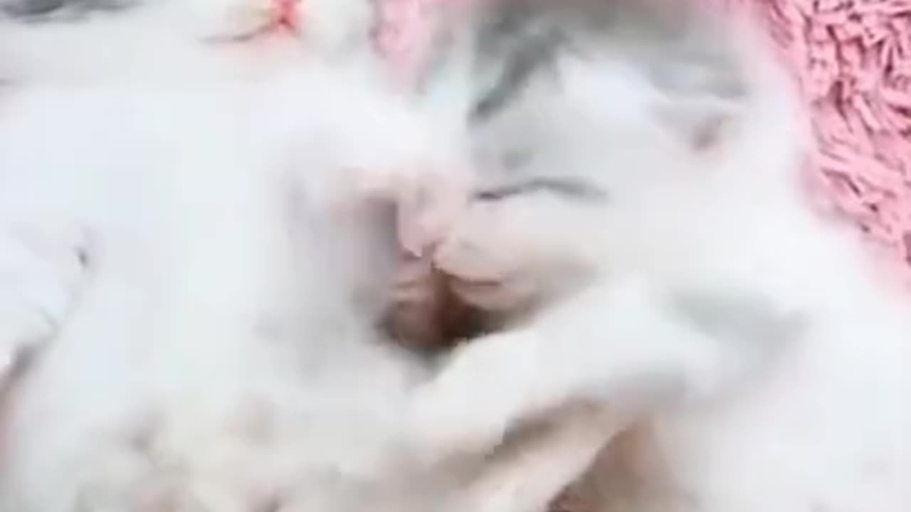 Funny Two Cute Kittens video