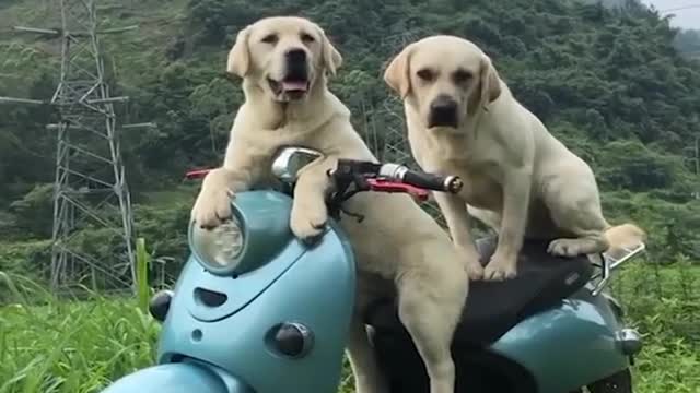 #dogs #dogstraining 🐕 🐶 #cutepets # #short # #funnypets #petstraining #dogtraining #funnyvideo