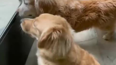 Funniest dog and cat