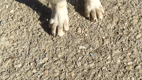 Little Dog white