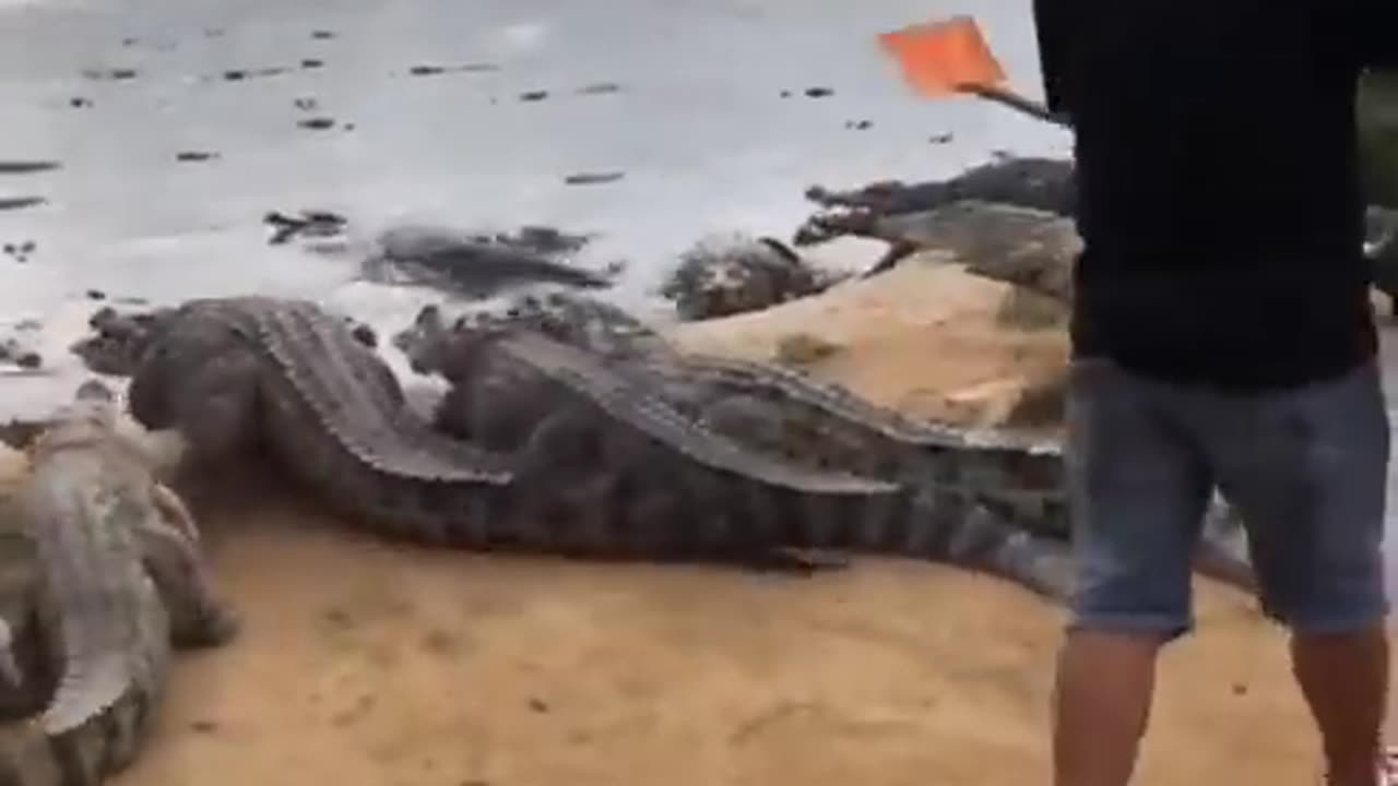 hunting crocodile