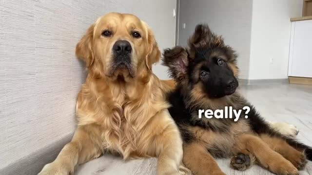 Dog Reviews Sounds with German Shepherd Puppy _