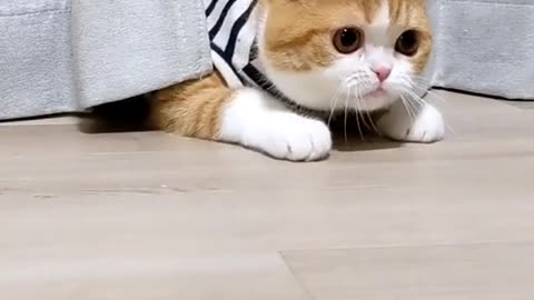 Cat 🐈 funny 🤣🤣🤣🤣🤣🤣 video us