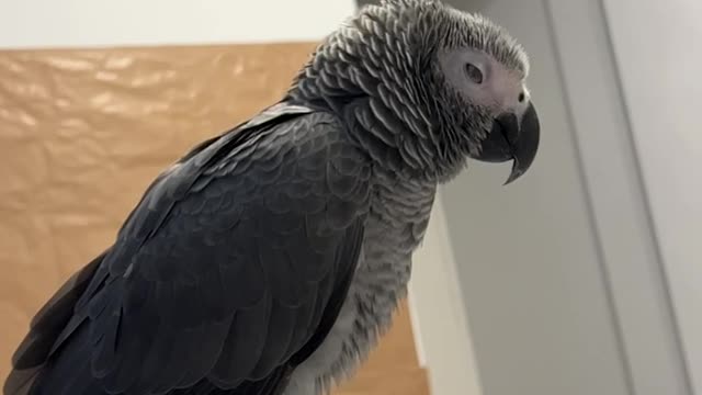 Meet my African grey parrot