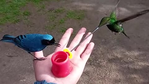 THE SWORD-BILLED HUMMINGBIRD ARE FAMOUS FOR THIER AMAZINGLY LARGE BEAK~THEY ARE THE ONLY BIRD WHOSE BEAK IS LONGER THAN IT’S BODY