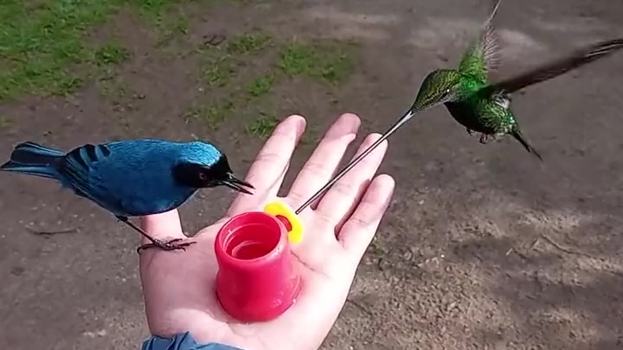 THE SWORD-BILLED HUMMINGBIRD ARE FAMOUS FOR THIER AMAZINGLY LARGE BEAK~THEY ARE THE ONLY BIRD WHOSE BEAK IS LONGER THAN IT’S BODY