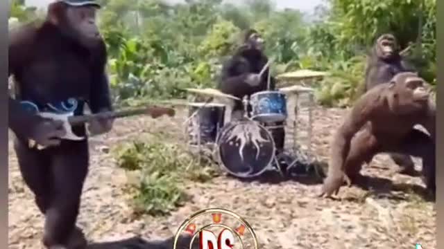 Monkeys playing guitar