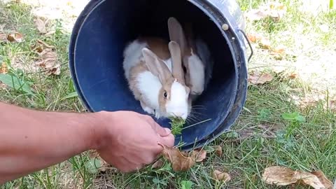 cute rabbit | cute animals video compilation | baby bunny-2