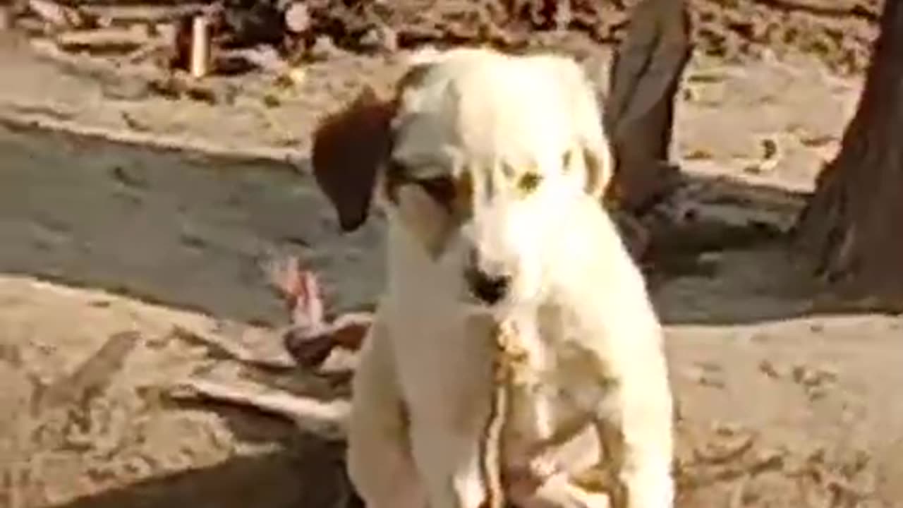 The Puppy