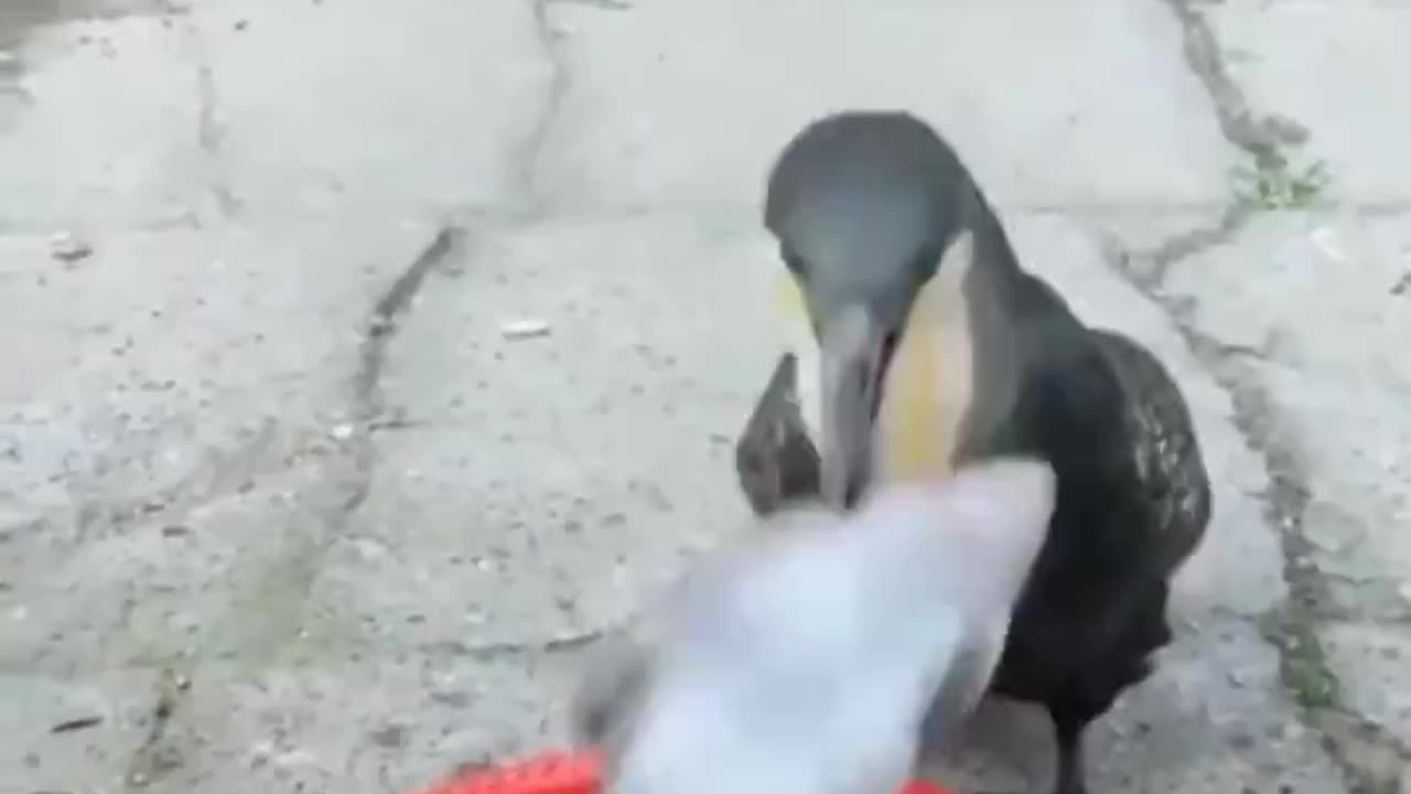 This Cormorant swallows 4 whole fish in less than 15 seconds!