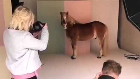 Funny and Cute Horse Videos Compilation cute moment of the horses- Cutest Horse #5-25