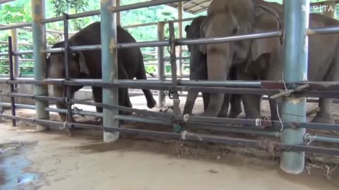 Most Funny and Cute Baby Elephant Video