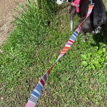 Marking their territory