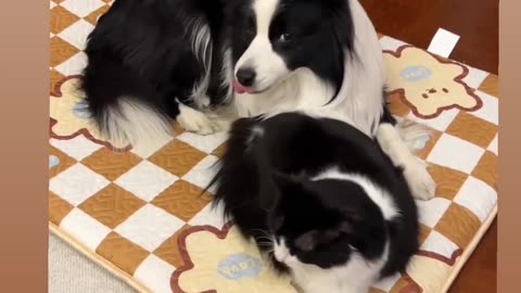 Viral clip Black & White Pets