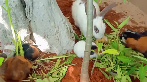 Cute Guinea pigs and Rabbit have nice time