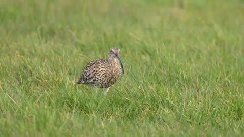 Curlew Feeding