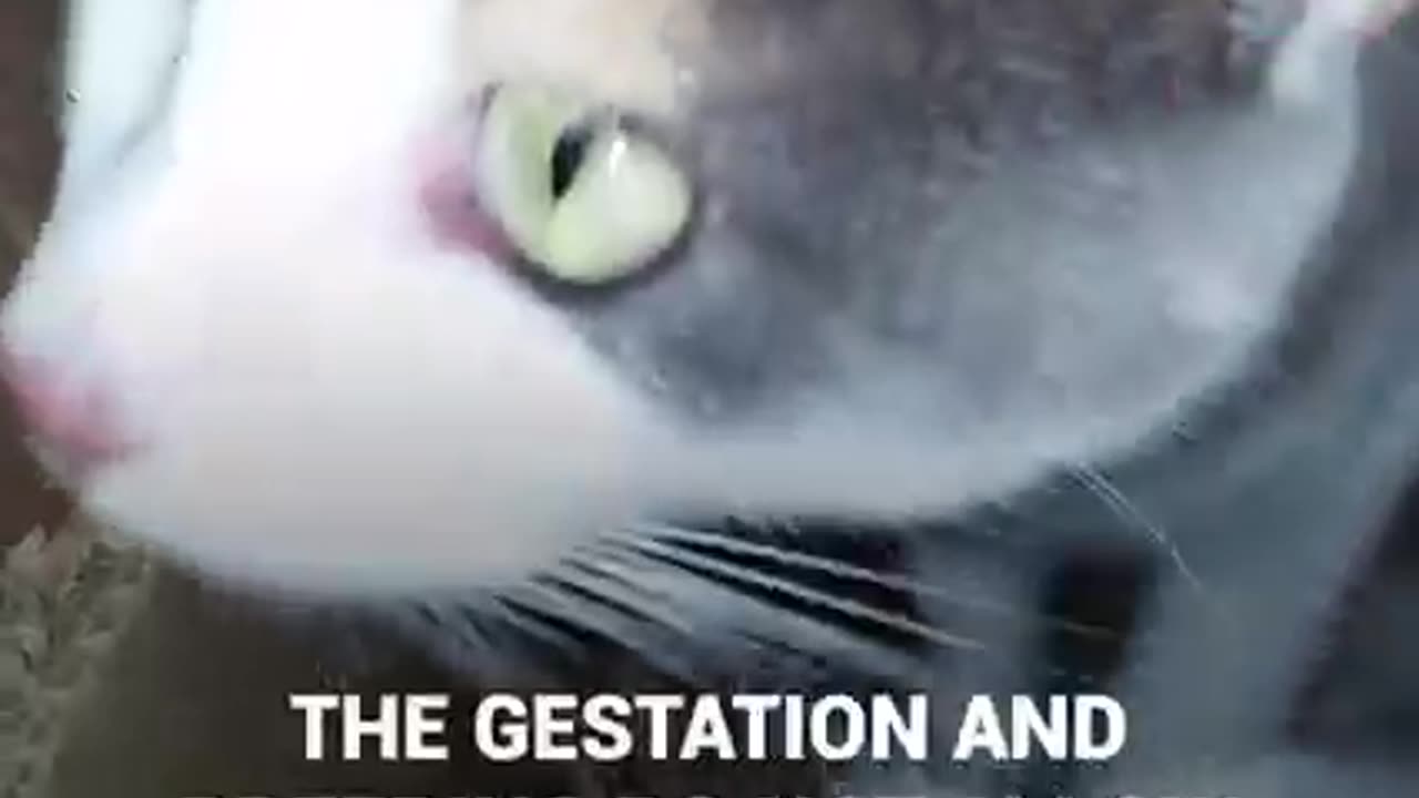 Cat attacks the father of her babies.