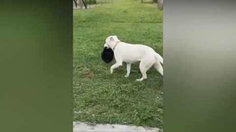 Best Funny Animal Videos Part 22