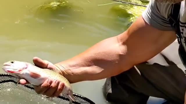 Anglers! what's your go to dry fly in the fall