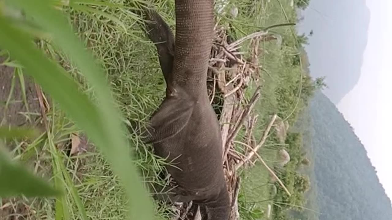 Chasing Huge monitor lizard