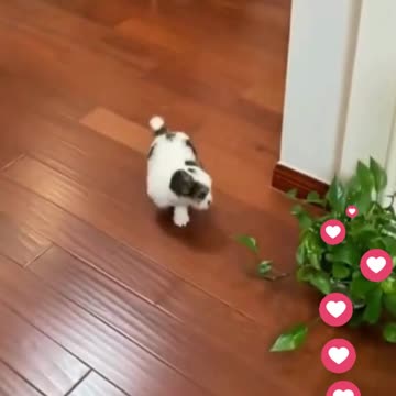 The Most Awesome Puppies, Cutest Puppies TIKTOK Compilation