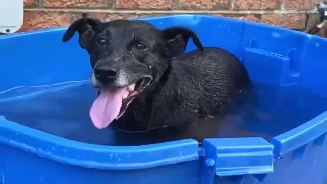 Pumpa loves to play with water, watch till the end