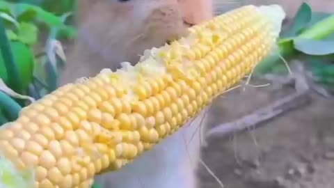 Cute Rabbit in farm