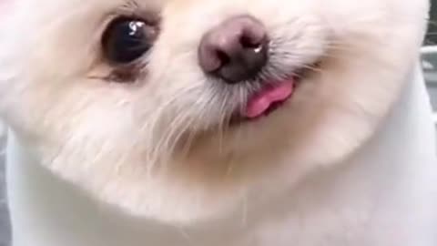 Cute Puppy