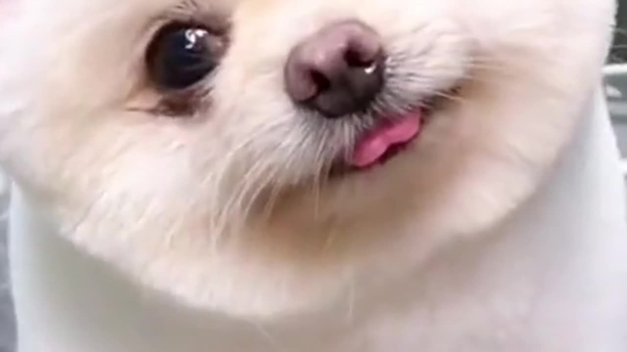 Cute Puppy