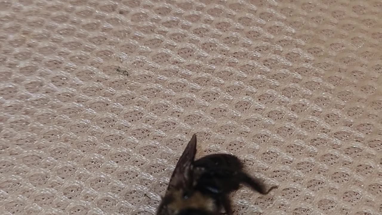 Silly "spoiled" Bee rolls over to get massage