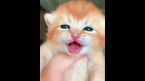 cute baby cat crying videos | Funny Cat Video | Crying cat