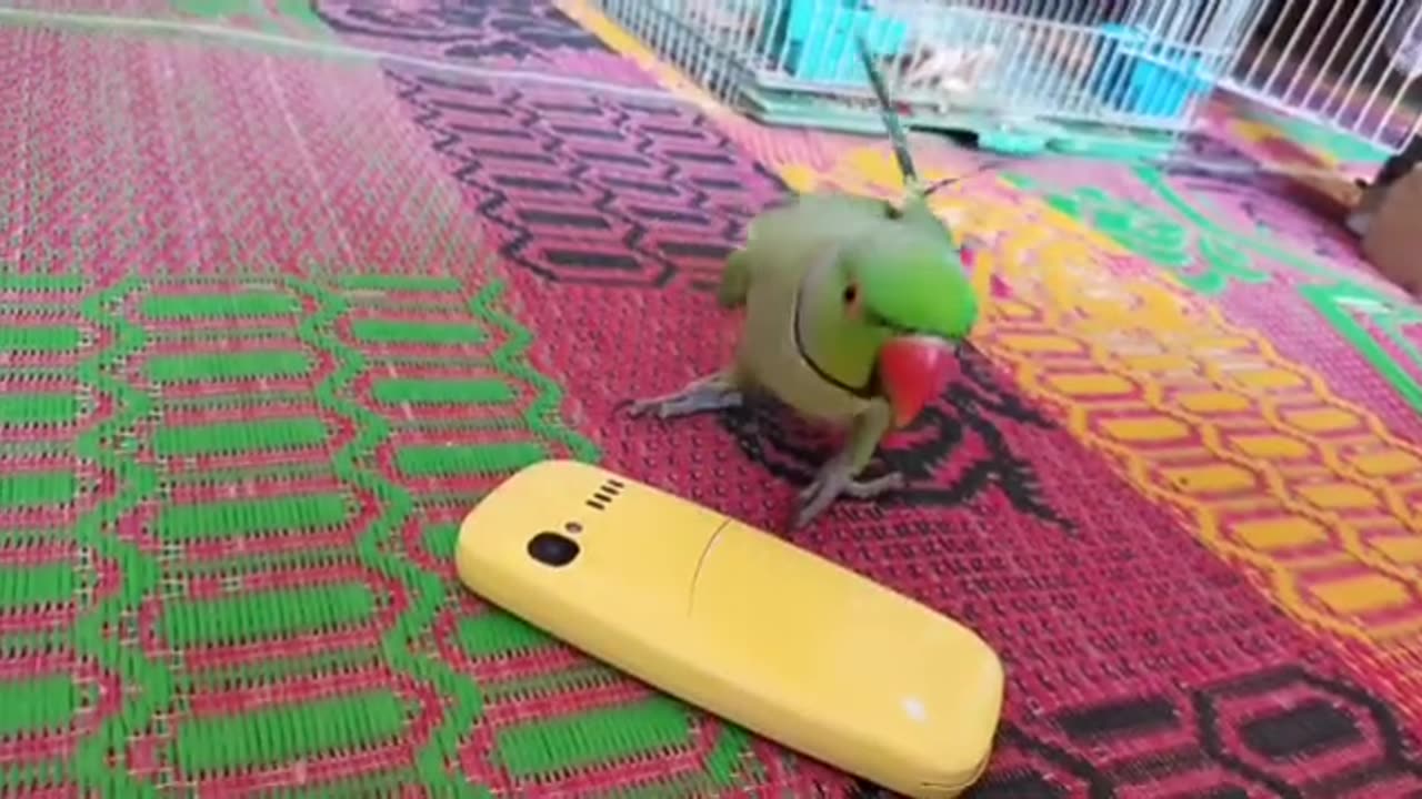 amazing parrot bird playing,parrot bird speaking