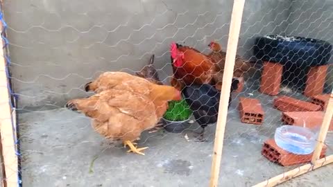 Raising poultry on the roof of the house and a method of eating to increase eggs