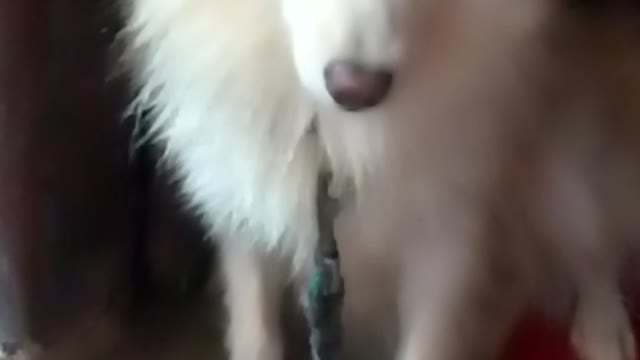 My doggy Rockyππ is about go sleep π΄π΄ after taking morning bathππ