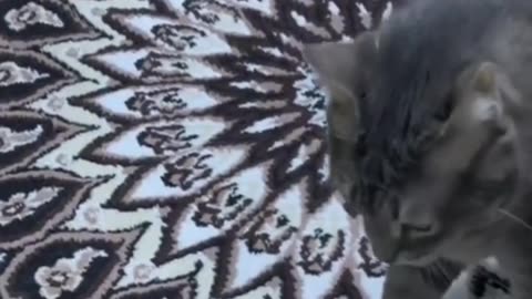 Funniest animals 2023 In tiktok