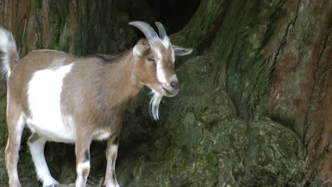 Goat with small horns