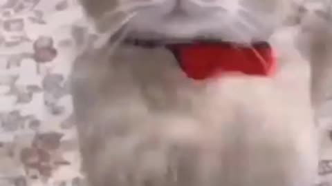 Funny cat