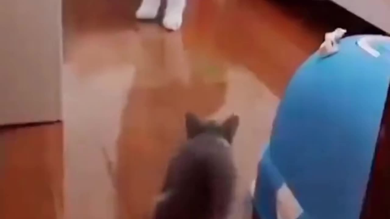 Cat vs. Dog Fights: The Ultimate Showdown