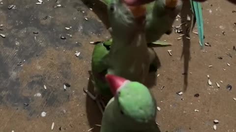 Amazing parrots video 🦜