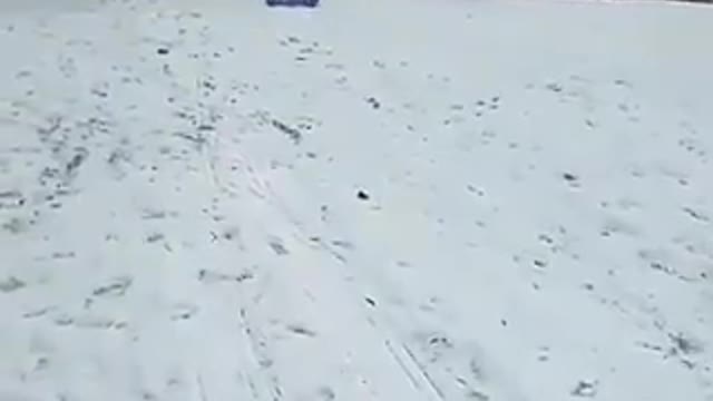 Dog using a sled to slide on snow