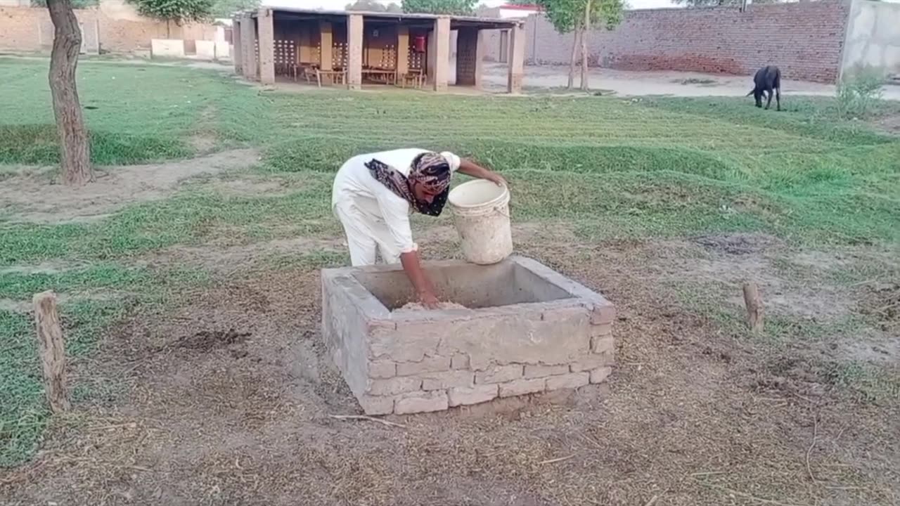 ج صبح سویرے اپنے ویلیج میں مویشیوں کا دودھ نکال رہے ہیں,,