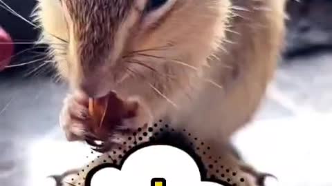 #pet #squirrel #foryou #cute