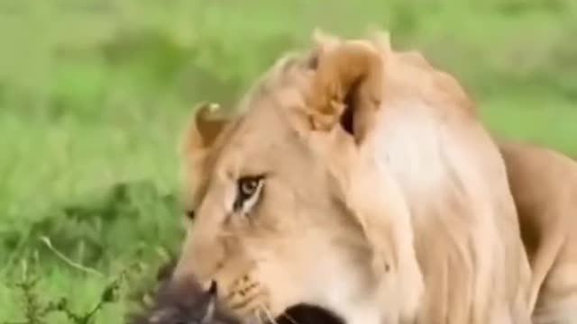 Funny Animals Series 715