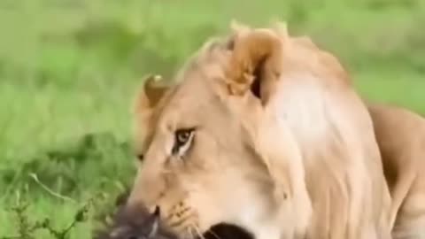 Funny Animals Series 715