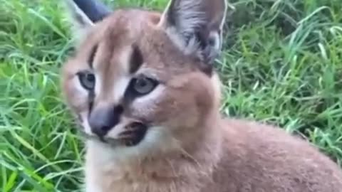 Caracal🐾