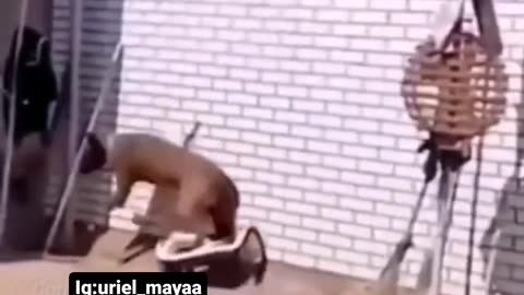 Funny videos