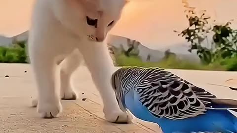 Beautiful and funny cat play with a nice bird