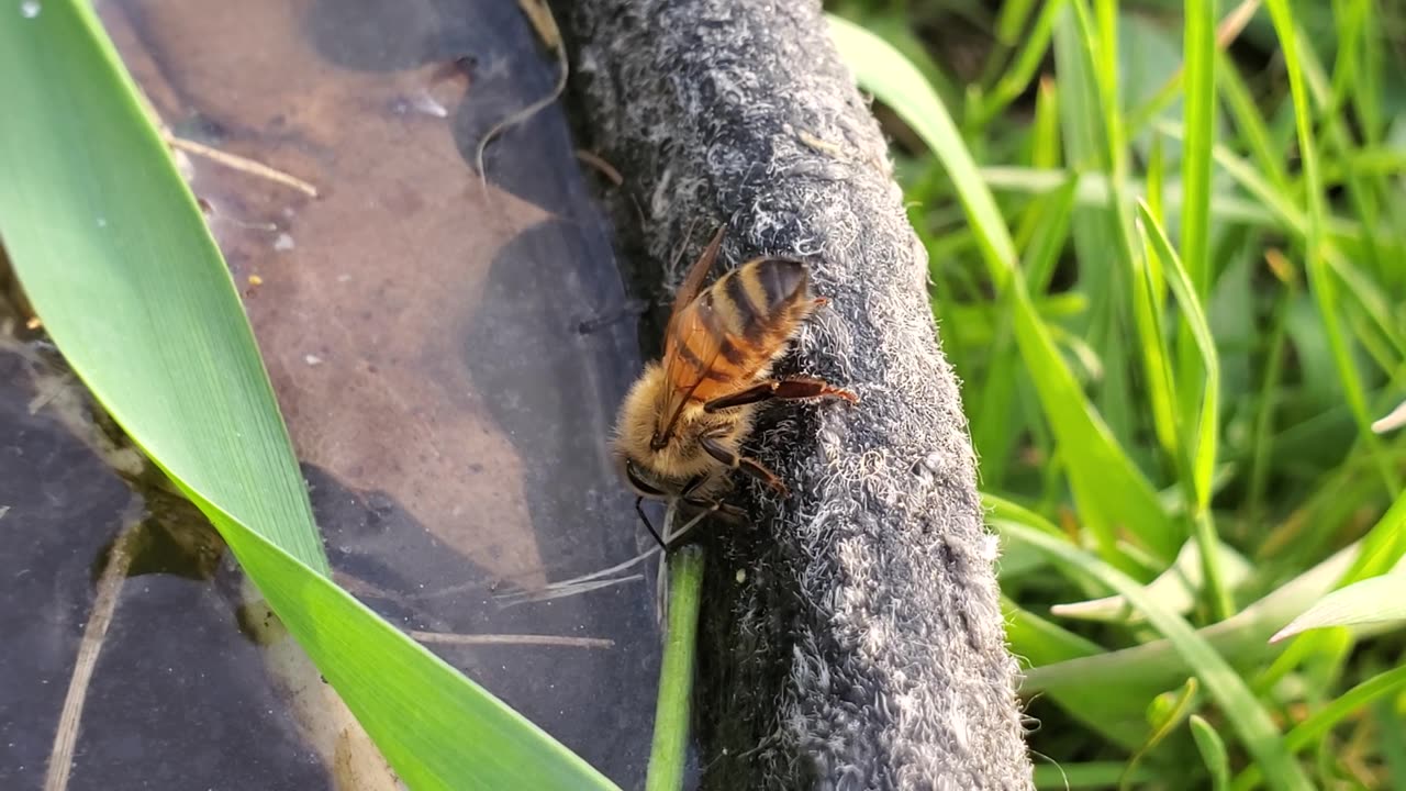 Wiggle It Mr. BEE!