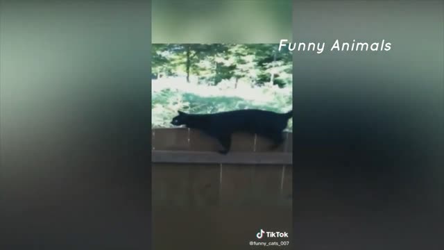 Best Funny Animal || Funny Cat 3/10