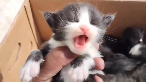 #viral cute cat y